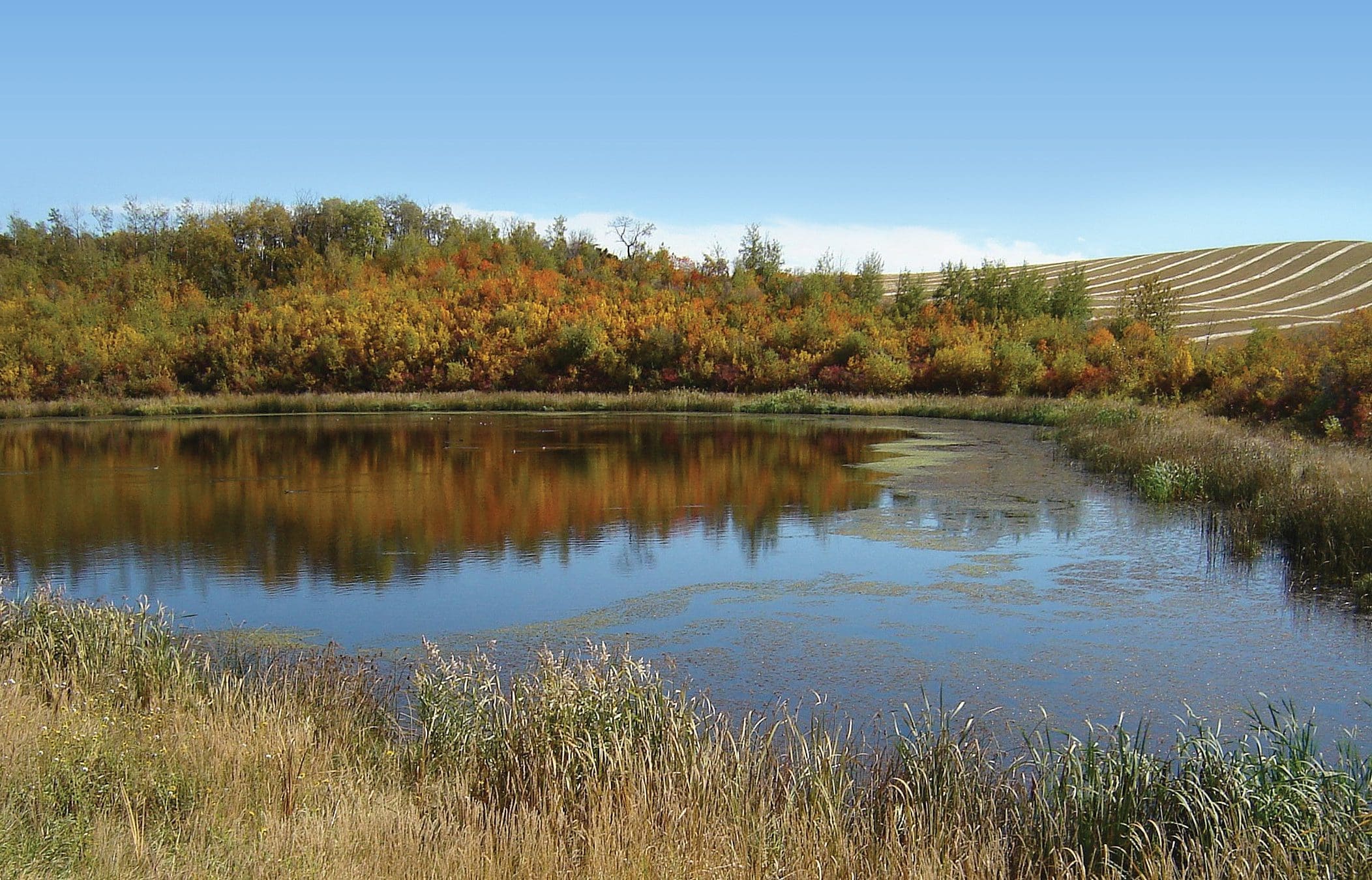 Alberta wetland