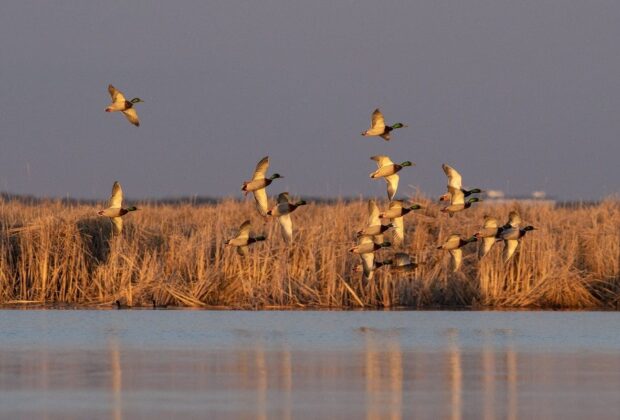 La chasse en Ontario