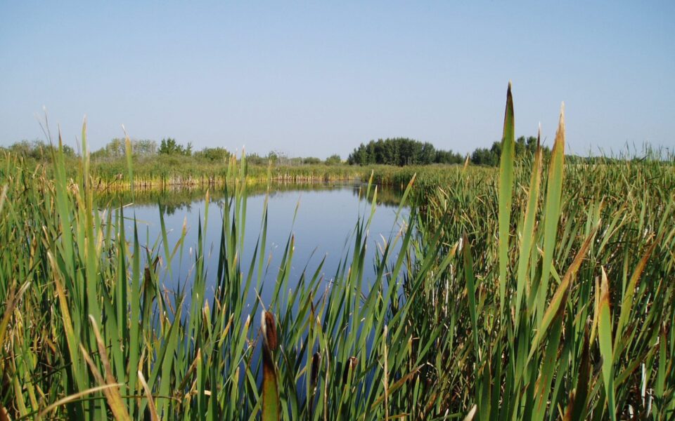 Le Programme de conservation du patrimoine naturel assure une nouvelle protection des milieux humides du Canada