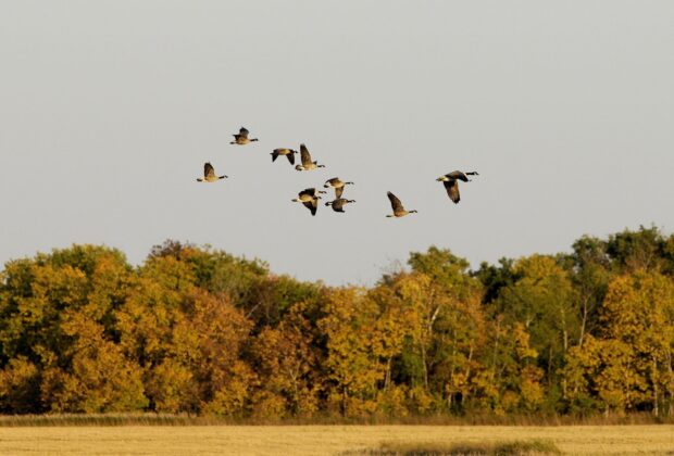 La chasse au Manitoba