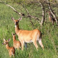 Milieux humides au travail pour la faune et la flore