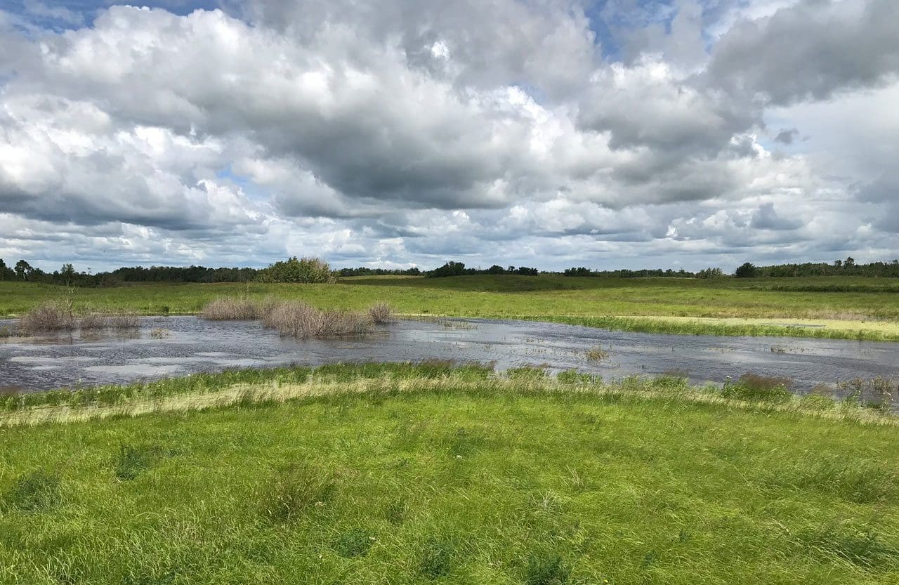 Alberta wetland