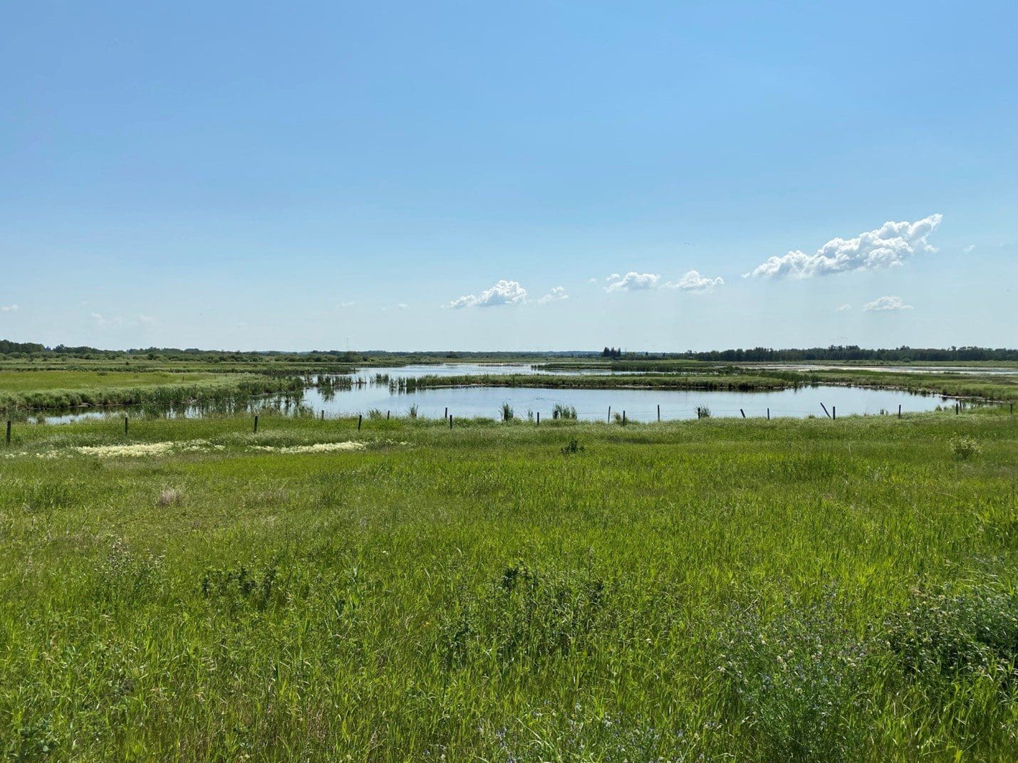 Wetland at Peace Parkland, Alberta