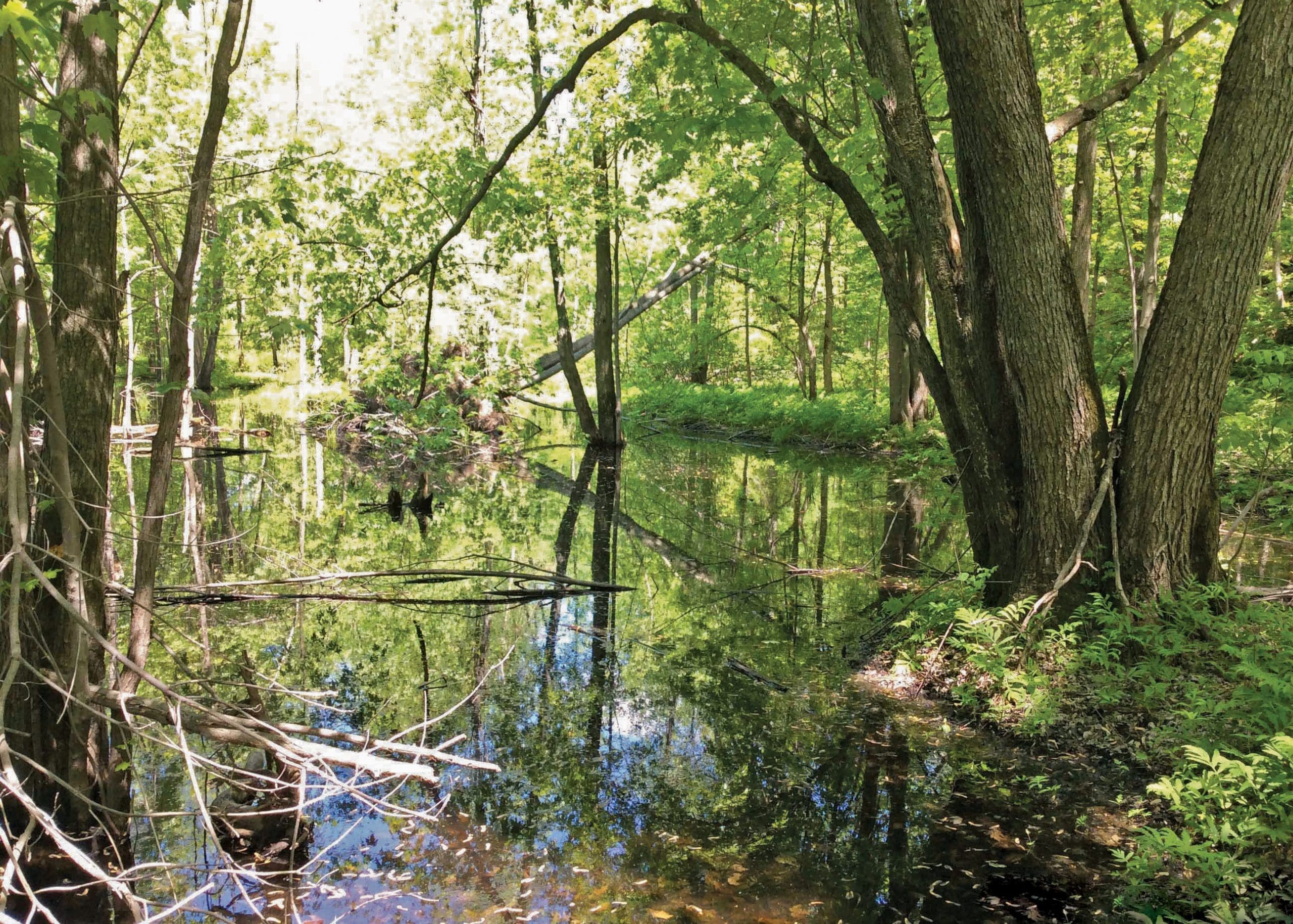 Cartographie détaillée des milieux humides pour les secteurs habités du sud du Québec