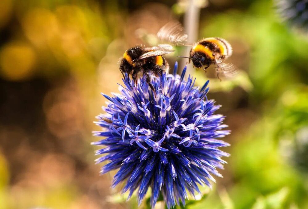 Les abeilles viendront s’abreuver à votre mini-mare, puis elles emporteront un peu d’eau pour rafraîchir et hydrater la ruche. 