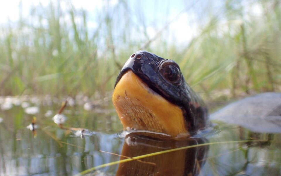 Le compte à rebours de la biodiversité