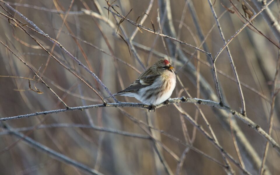 La faune en hiver