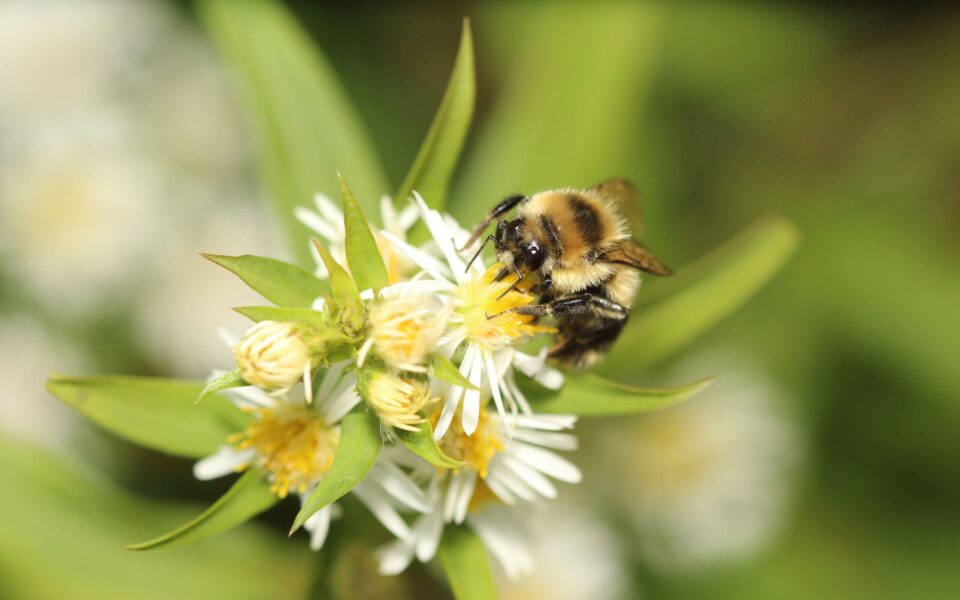 Une mini-mare chez vous? Les pollinisateurs n’attendent que ça!