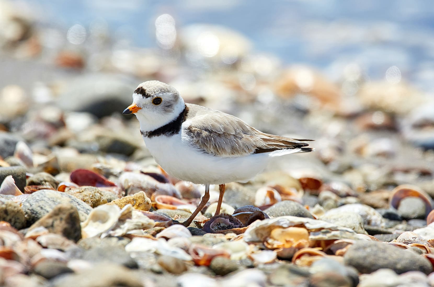 Piping Plover