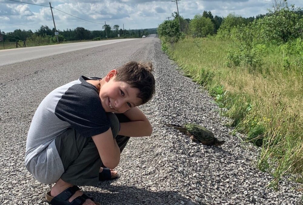 Attendre patiemment (à une distance sécuritaire) pendant qu'une tortue serpentine quitte lentement une route de gravier.