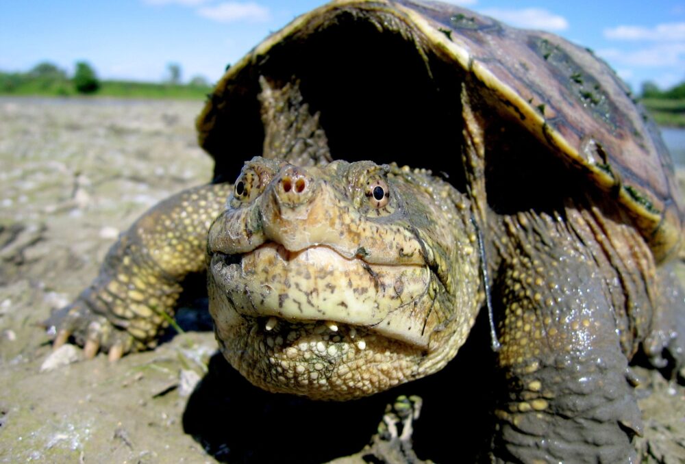 Face à face avec une tortue serpentine