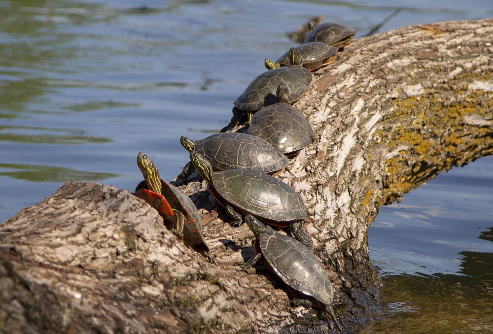 Tortues peintes se prélassant sur une bûche