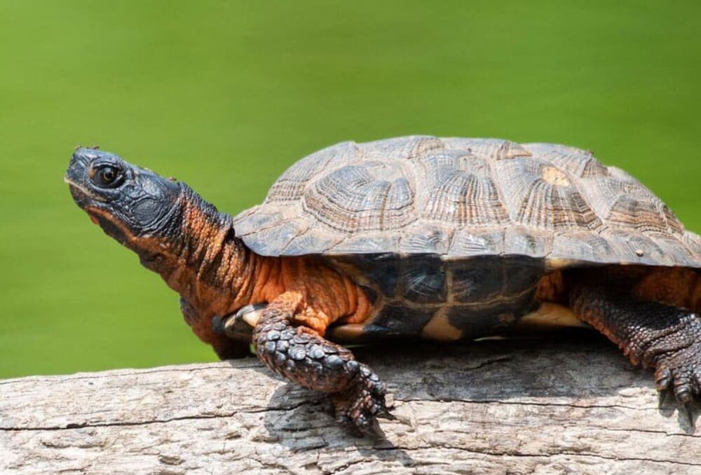 Une tortue des bois de profil marchant sur une bûche