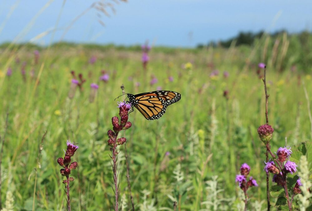 Butterfly in field