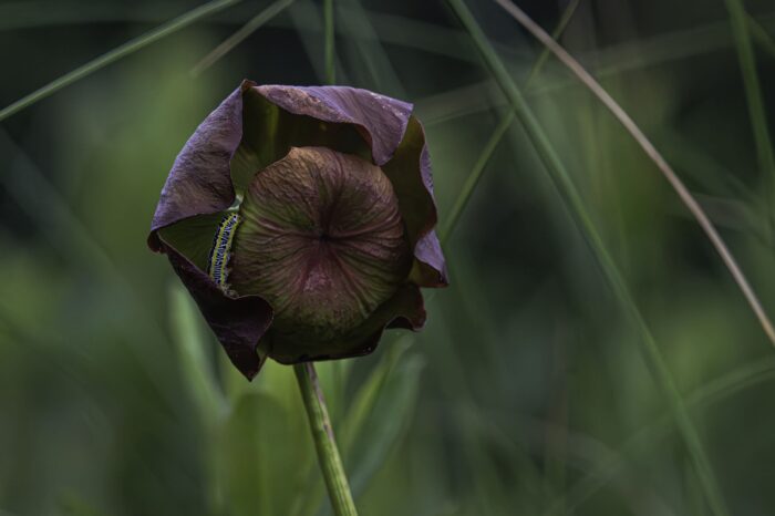 Sarracénie pourpre