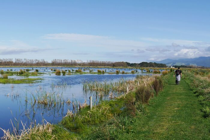 Le projet de restauration de 132 hectares du milieu humide Wairio est l’une des plus belles réussites écologiques de la Nouvelle-Zélande. Autrefois un paradis de la sauvagine et d’autres espèces aquatiques, d’importants travaux de drainage et de défrichage pendant le 20e siècle auront entraîné la quasi-disparition du milieu humide. Grâce aux efforts de DUNZ, c’est aujourd’hui un exemple vivant de ce qui est possible d’accomplir à travers les travaux de restauration.