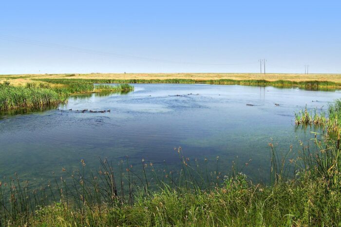 Les sauvagines convergent vers le bassin 23, faisant partie du projet Circle E de CIC, situé dans le district d’irrigation de la rivière Bow, dans le sud de l’Alberta. 