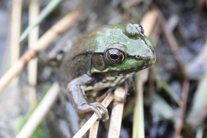 La grenouille verte n’est qu’une des nombreuses espèces vivant dans le milieu humide de Fogarty. Originaire de l’est du Canada, introduite à Terre-Neuve il y a deux siècles, elle prospère dans ce havre de biodiversité.