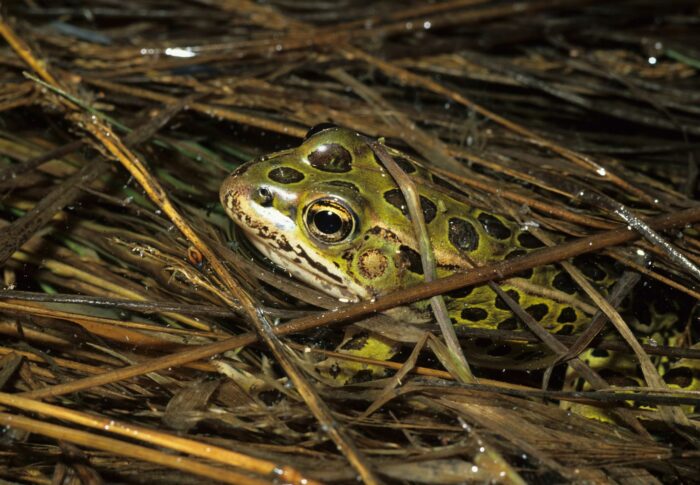 Grenouille léopard