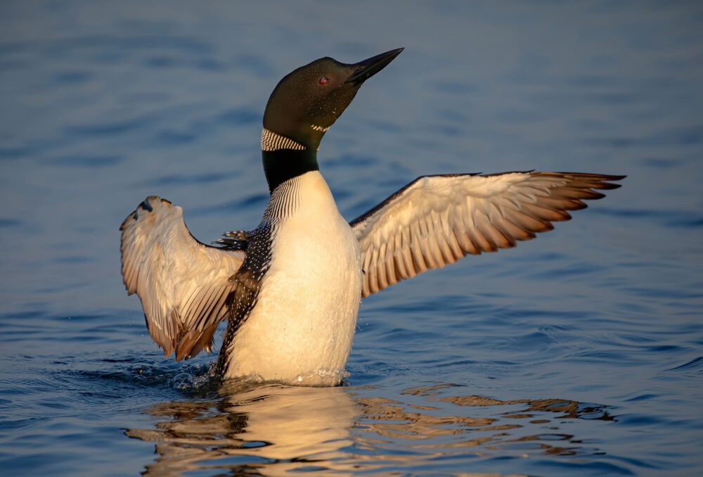 Le plongeon huard 