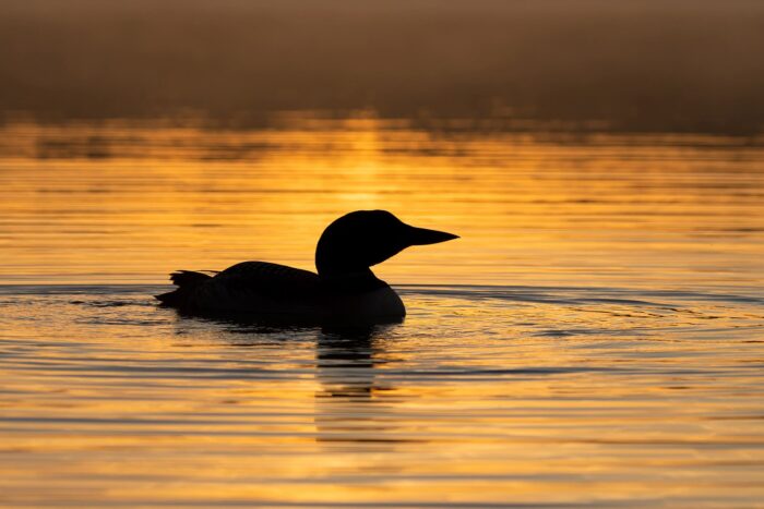  Le plongeon huard 