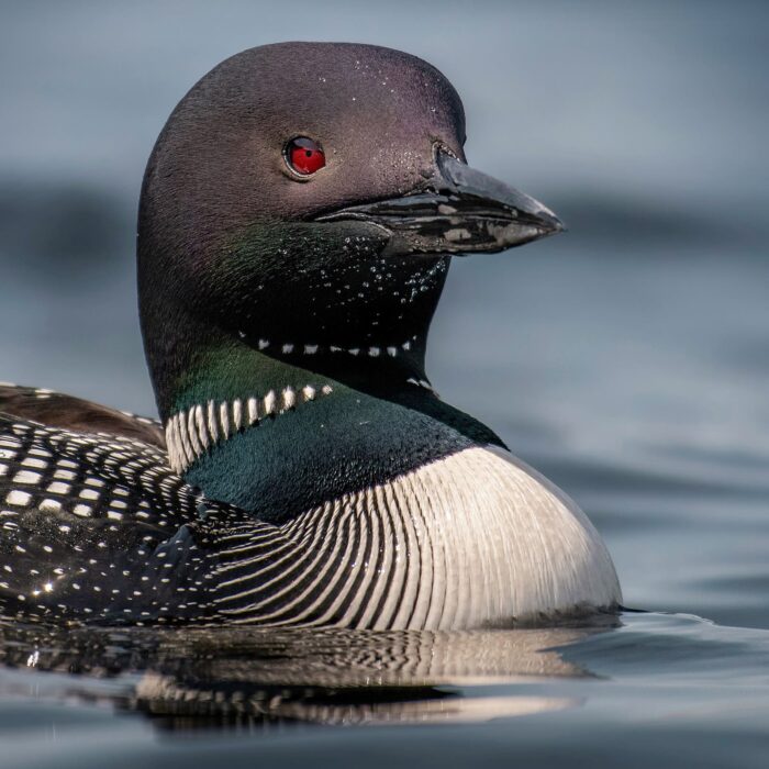  Le plongeon huard 