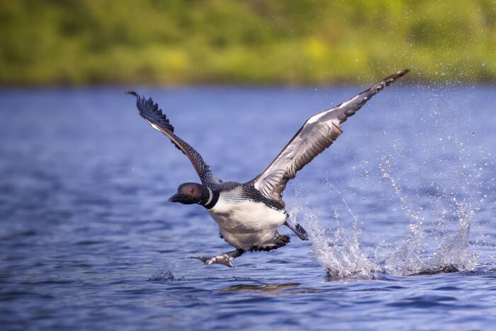  Le plongeon huard 