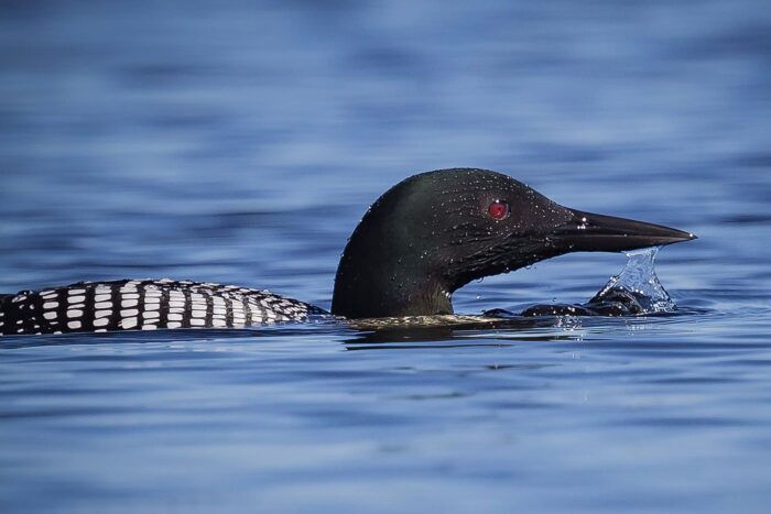  Le plongeon huard 