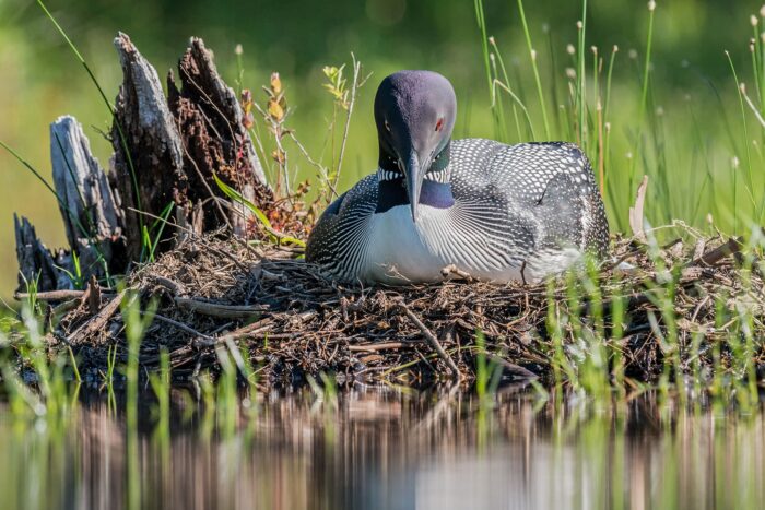  Le plongeon huard 