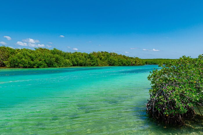 L’un des domaines d’intervention de Canards Illimités est la restauration des systèmes de mangroves et d’herbiers marins au Mexique, où jusqu'à 20 % des sauvagines d’Amérique du Nord passent l’hiver. 