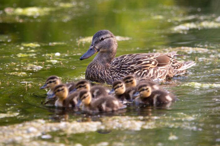 Canard colvert avec canetons.