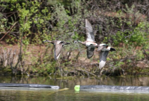 Enquête sur les populations de la sauvagine et leurs habitats 2024