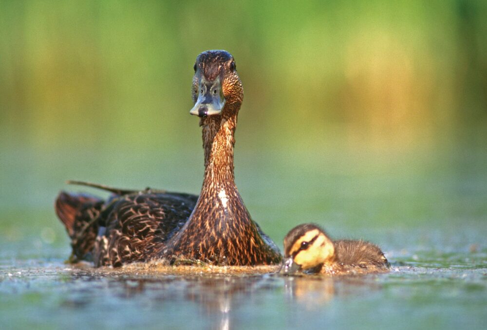 Canard noir