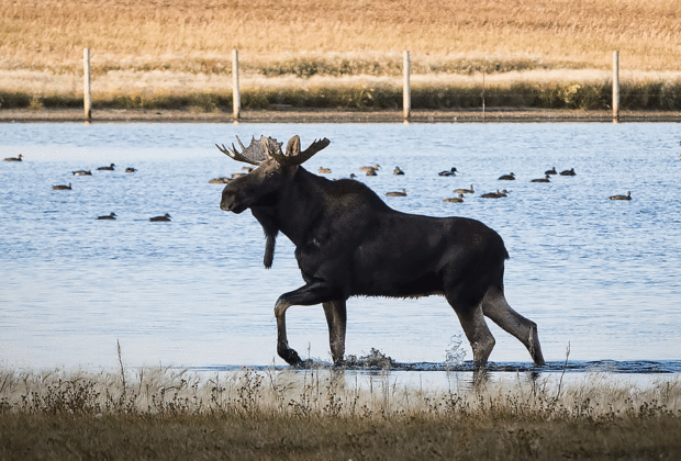 La chasse en Alberta