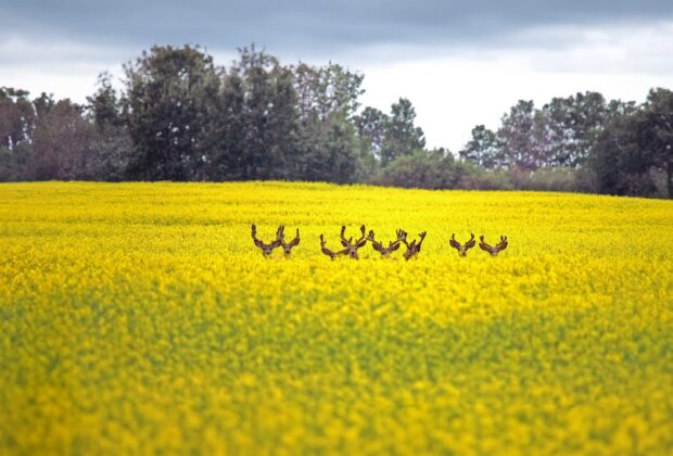 La chasse en Saskatchewan