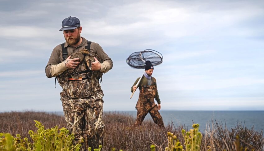 Que sont les eiders devenus?