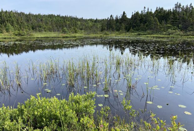 Canards Illimités Canada protège un habitat urbain essentiel à St. John’s