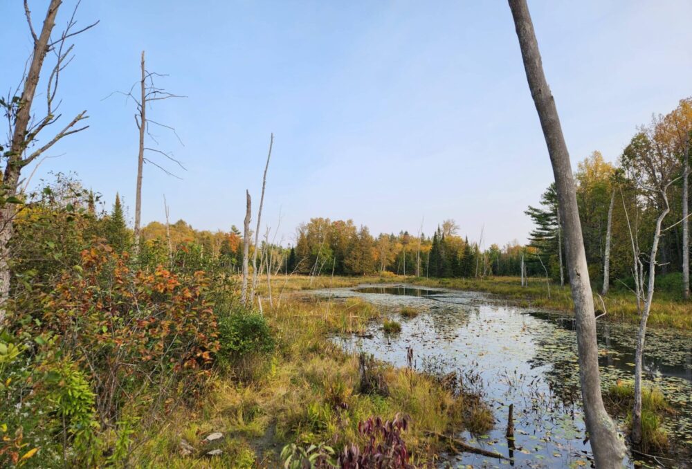 Île du Grand Calumet