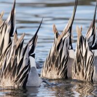 Le régime alimentaire des canards sauvages expliqué