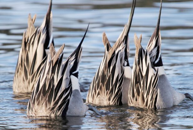 Le régime alimentaire des canards sauvages expliqué