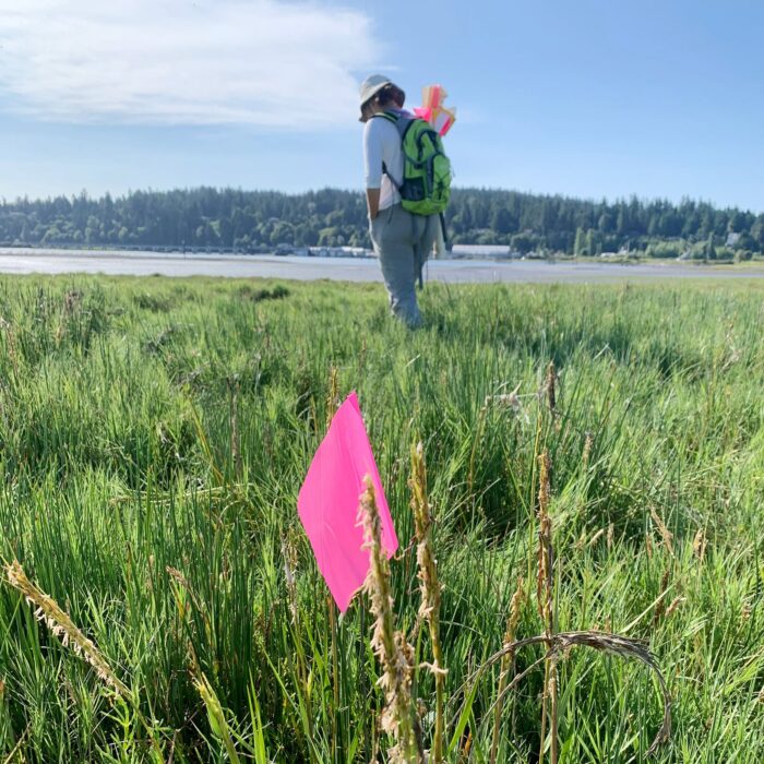 Les conservationnistes peuvent identifier des colonies de Spartina et appliquer rapidement des mesures de contrôle grâce à des outils de cartographie en temps réel.