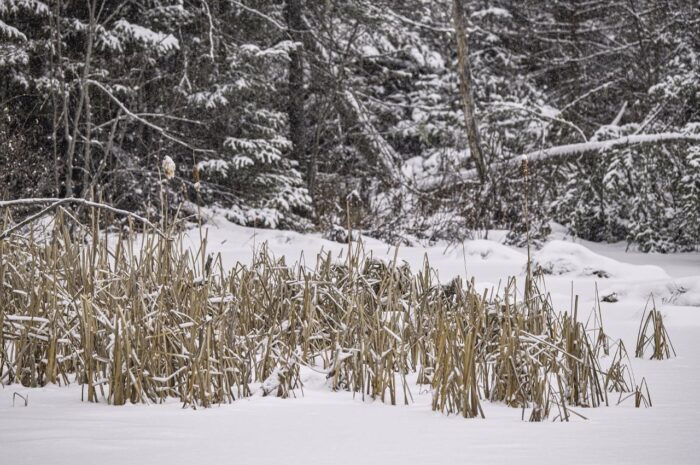 Marais sous la neige