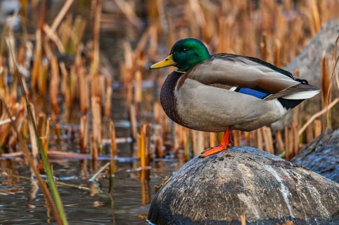 Canard colvert 