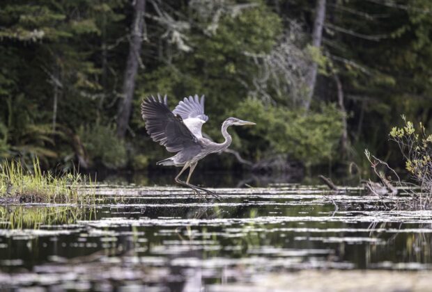 Dix espèces qui ont besoin des milieux humides