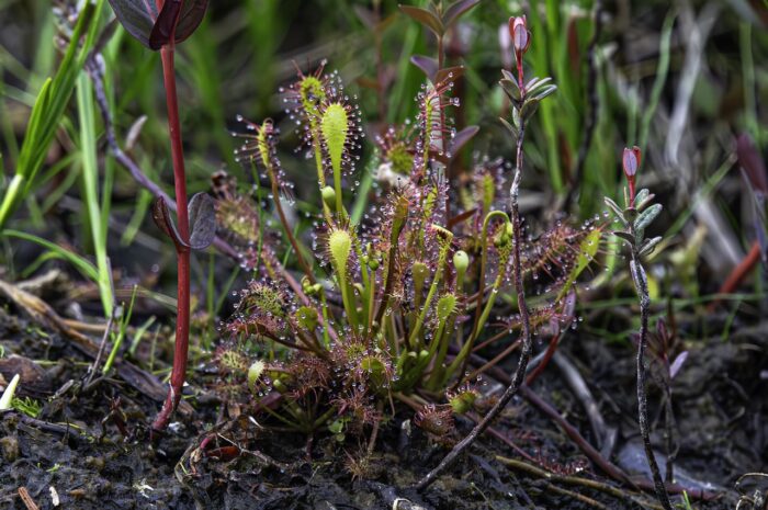 Droséra intermédiaire (D. intermedia)