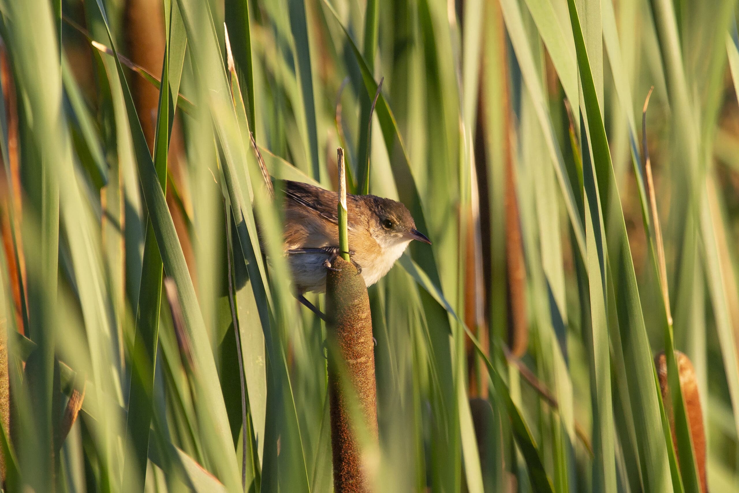 Marsh wren in thick cattails.