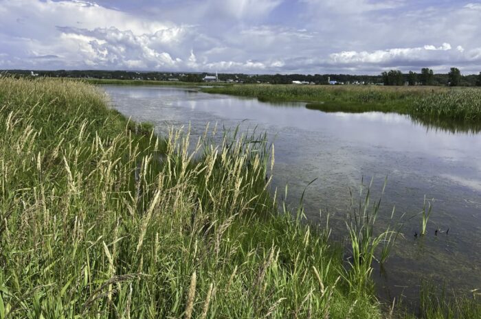 Secteur Duvetnor, RNF de la Baie-de-L’Isle-Verte 