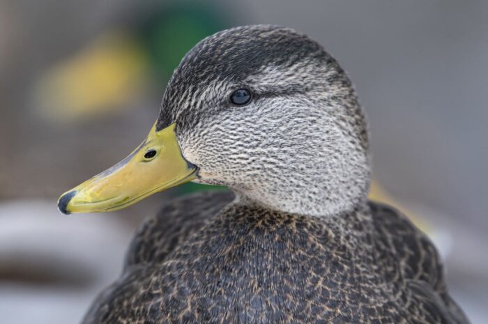 Canard noir